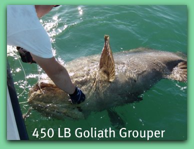 goliath grouper